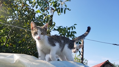 Two kittens with white and tabby markings are standing on a white surface. They are surrounded by lush green foliage, and a clear blue sky forms the background. A wooden structure with a red roof is visible on the right side.
