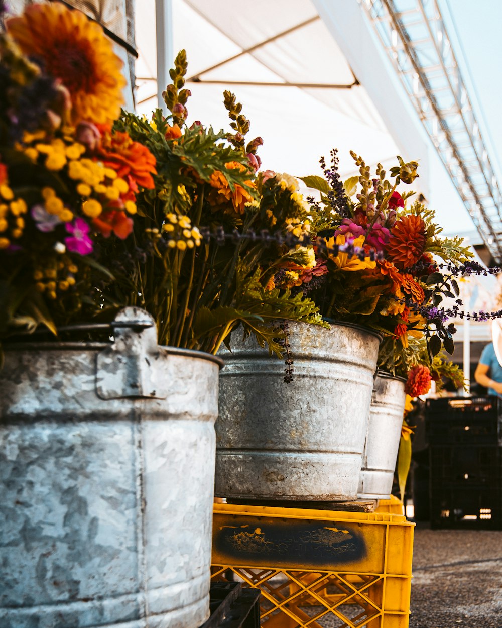 multicolored flowers in bloom