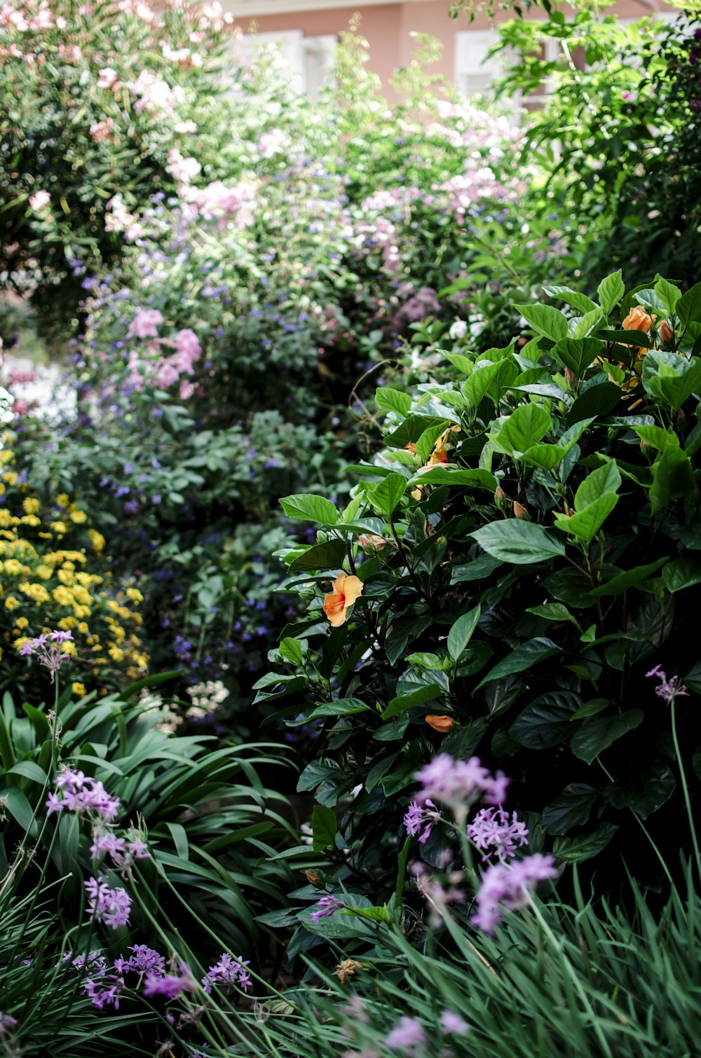 purple and yellow petaled flowers during daytime