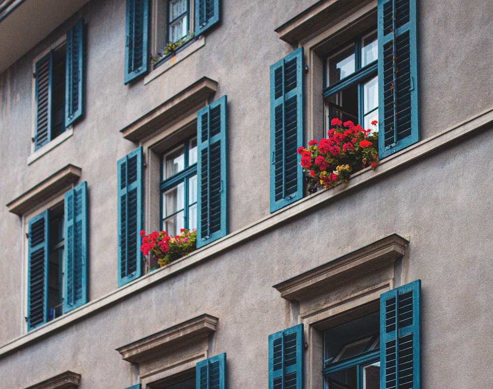 red flowers on window sill