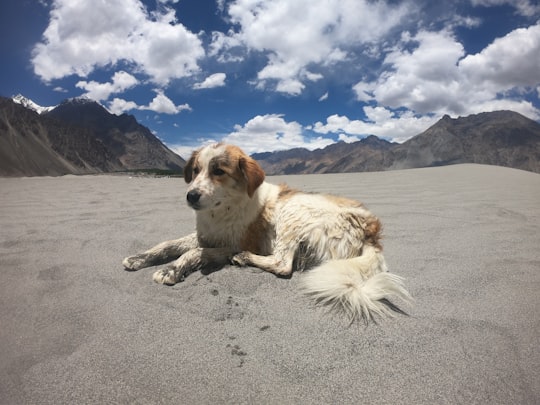 white and brown dog in Ladakh India
