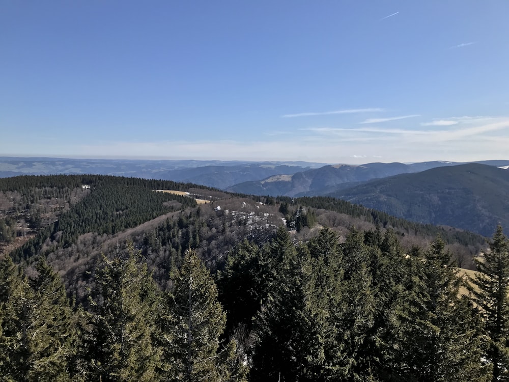 green pine trees across mountains during daytime