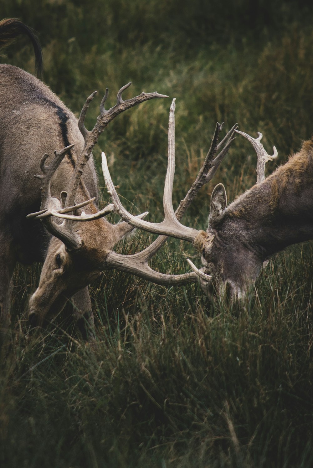 two bucks fight using horns