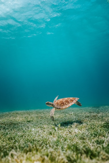 brown turtle in body of water