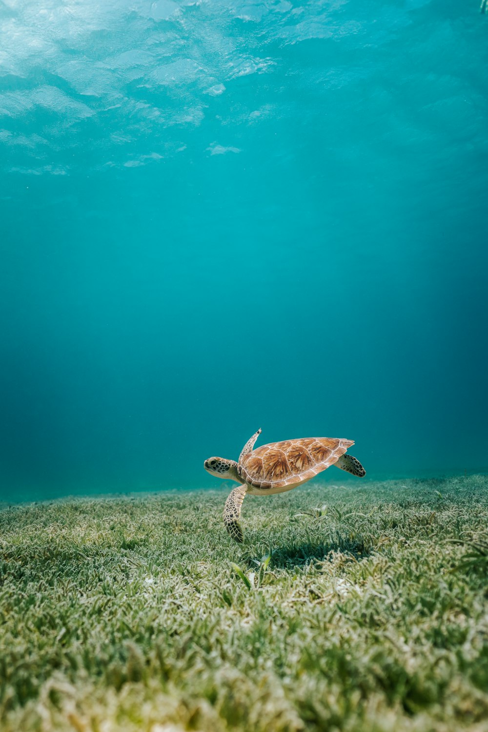 Tortuga marrón en cuerpo de agua