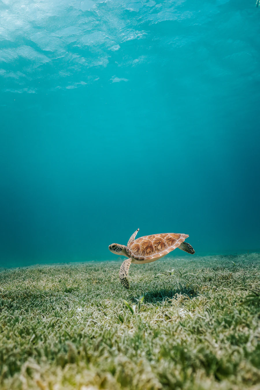 Where to find sea turtles on Okinawa's main island
