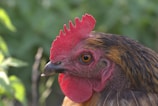 A detailed shot of a rooster’s sharp eyes and comb, showing its strength.