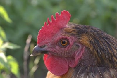 A detailed shot of a rooster’s sharp eyes and comb, showing its strength.