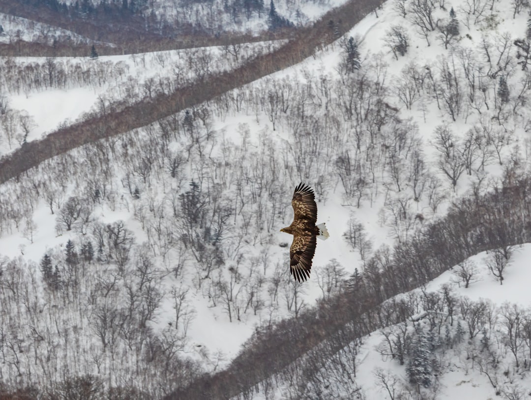 aerial photography of brown bird flying