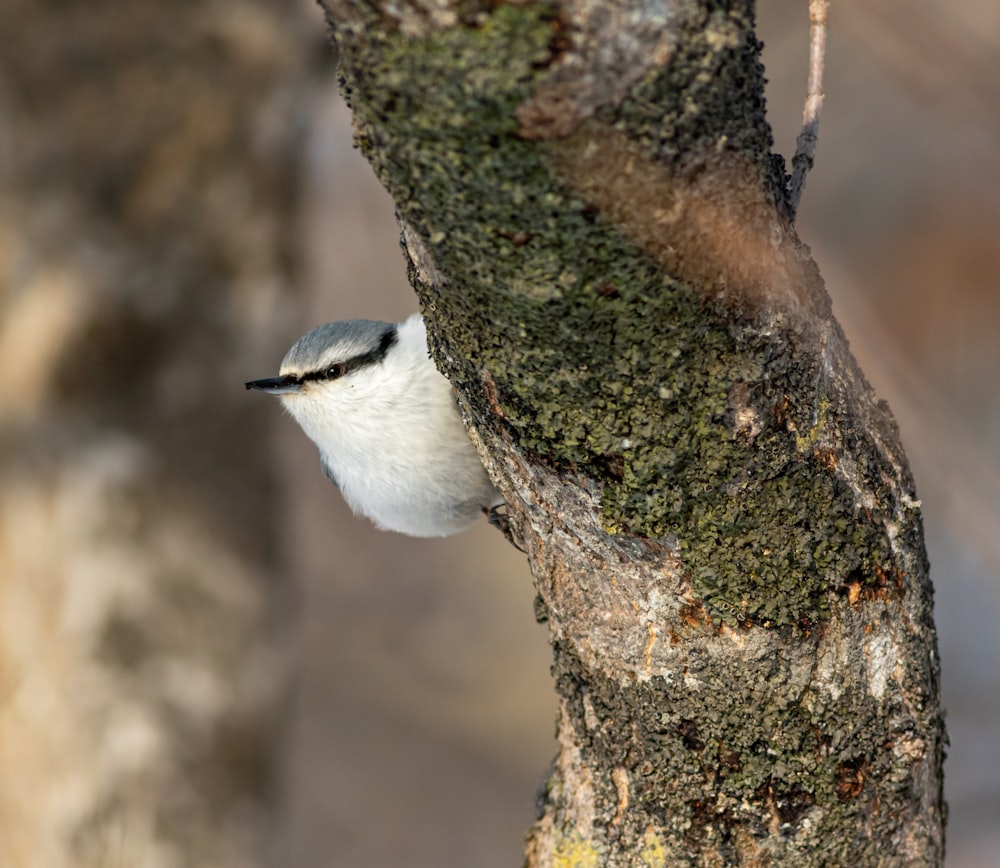 a small white and black bird perched on a tree