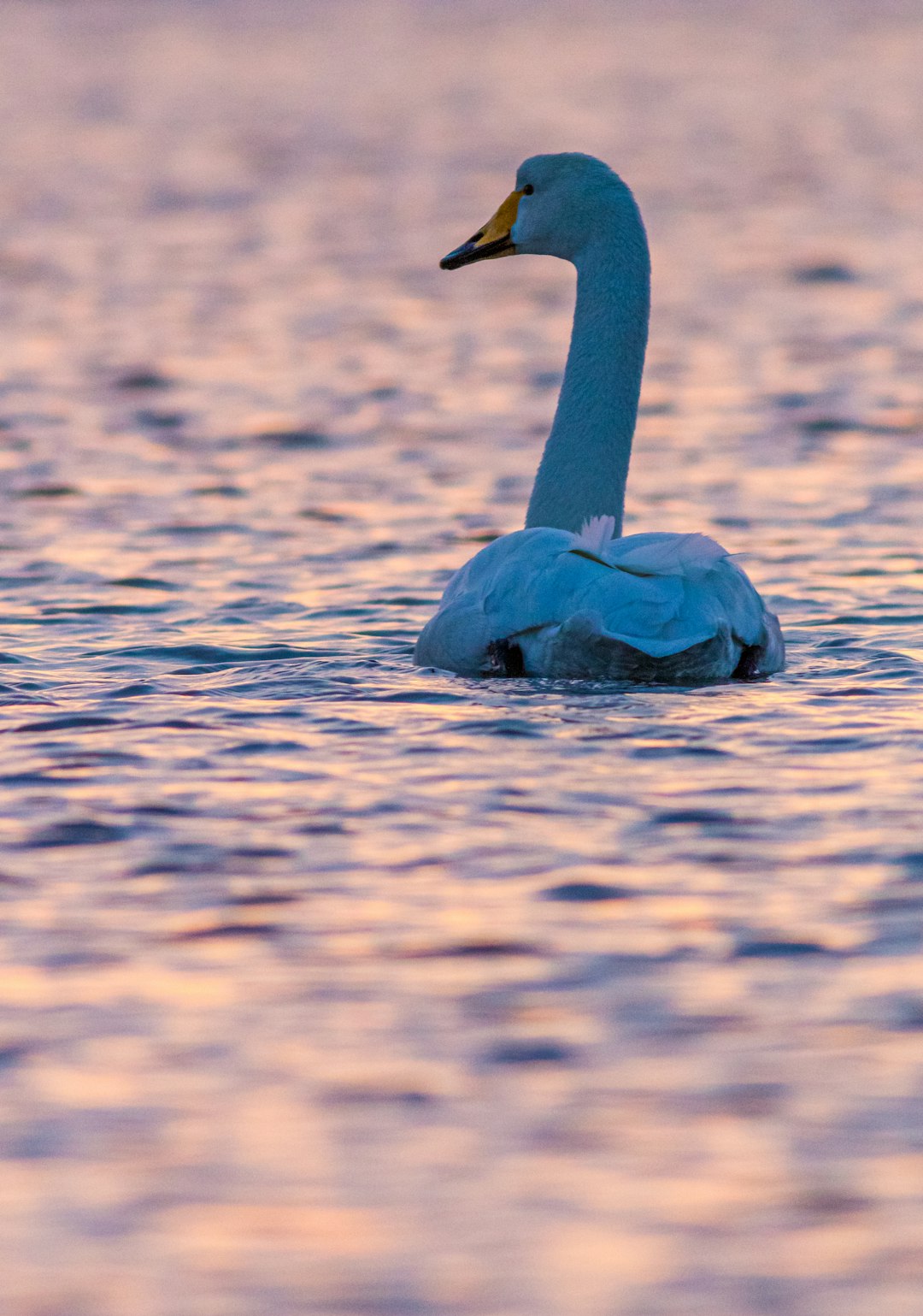 blue and white swan on body of water