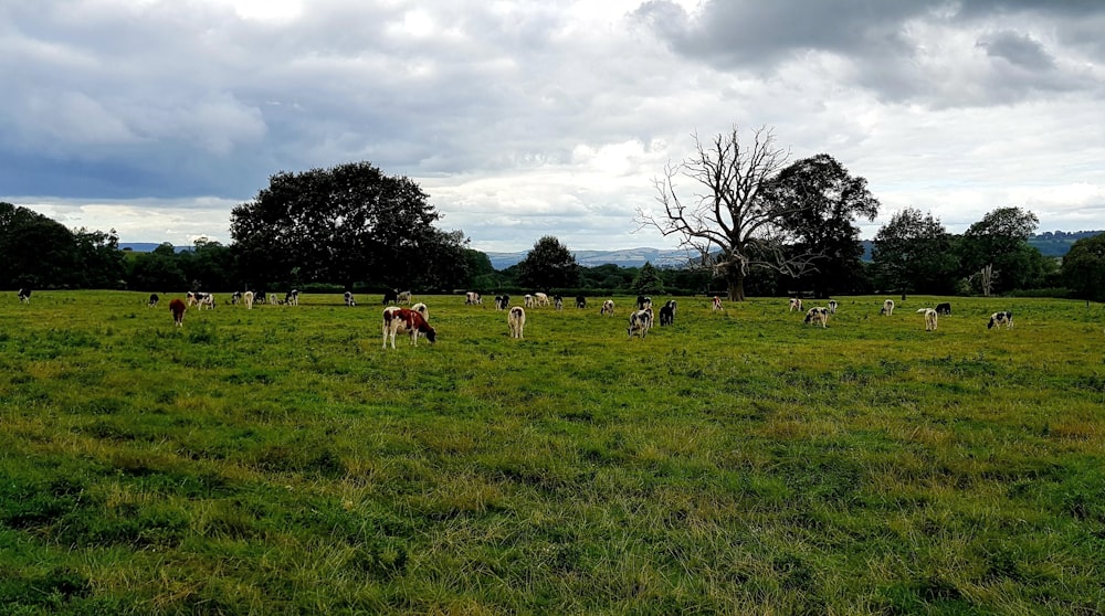 brown and white horses on grass field