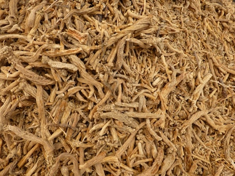 Close-up of fresh ashwagandha roots resting on natural burlap fabric.