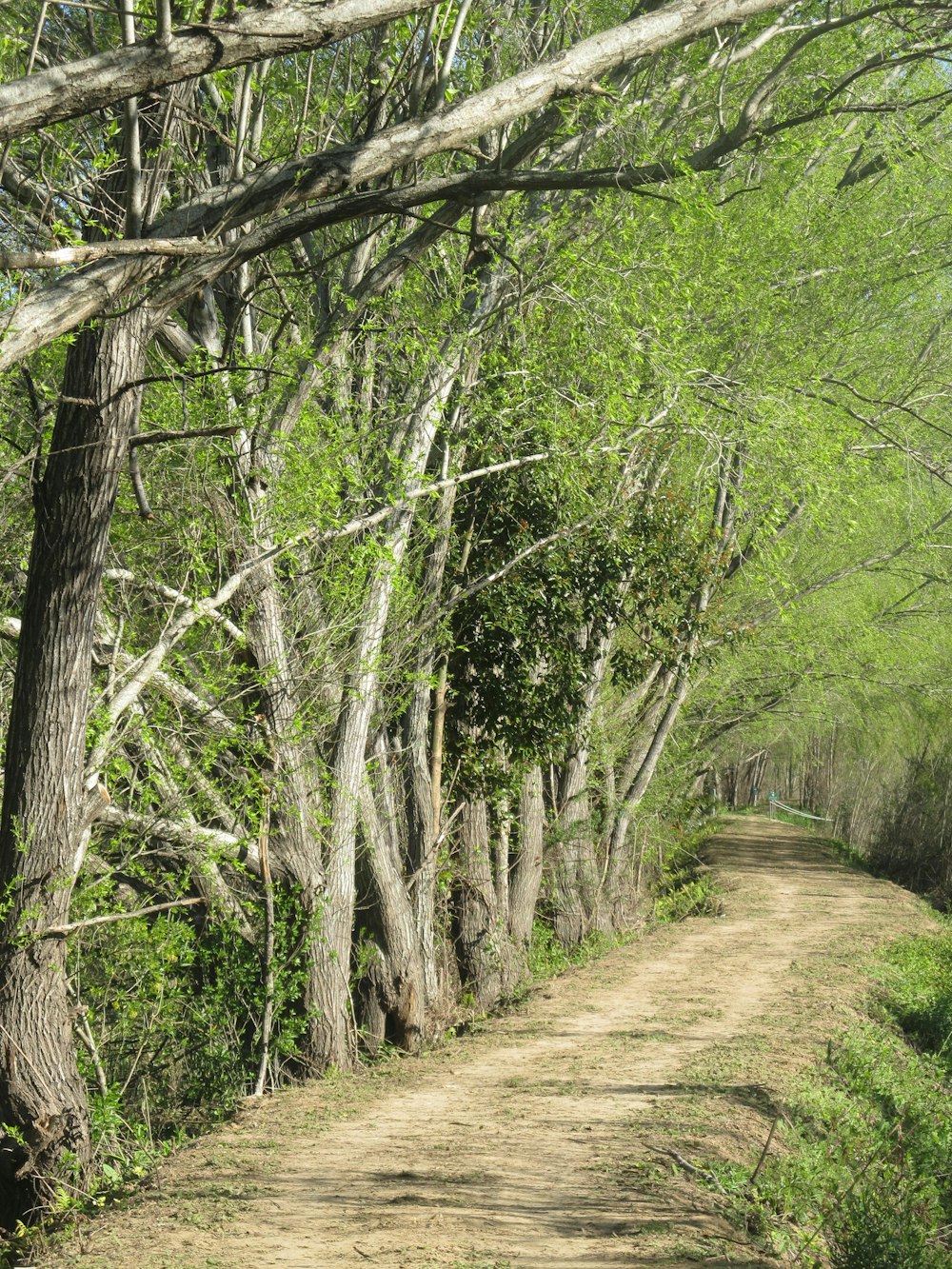 green trees pathway scenery