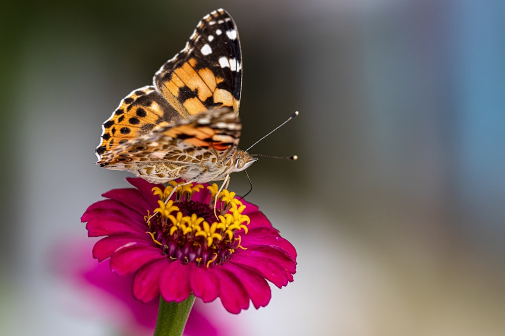 macro photography of a butterfly perching on a flower