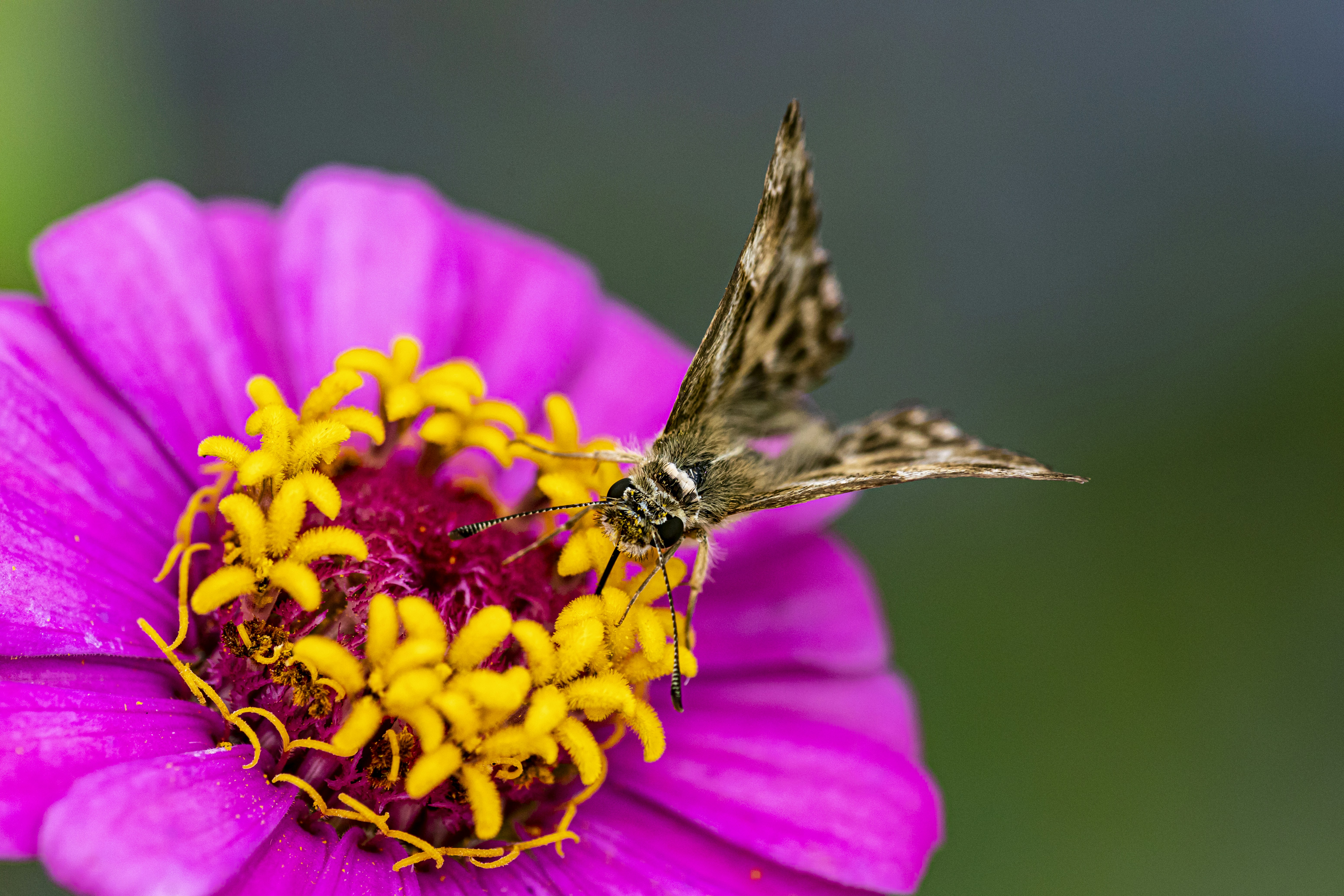 shallow focus photography of brown butterfly on purple and yellow flower