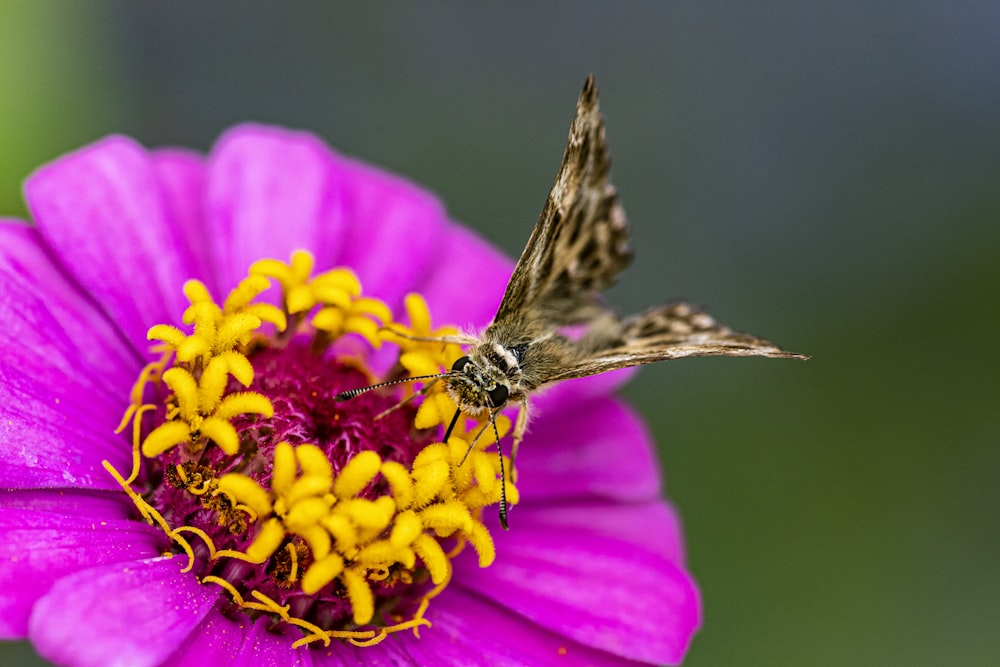 shallow focus photography of brown butterfly on purple and yellow flower