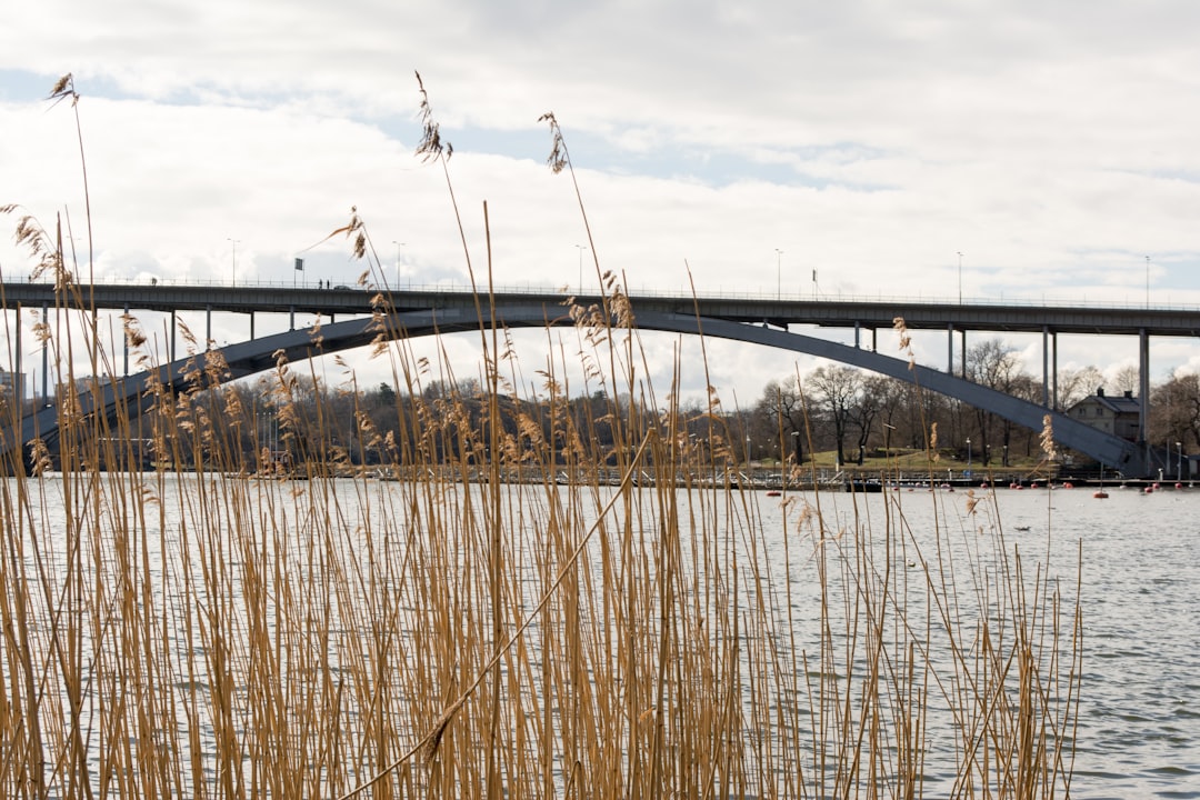 Reed dancing in the wind at Riddarfjärden in Stockholm