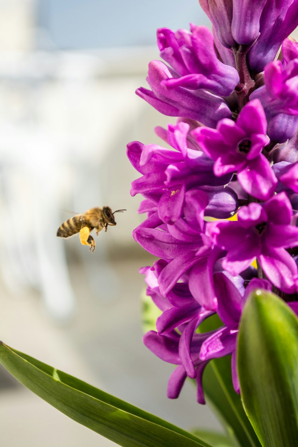 honey bee hovering purple flowers