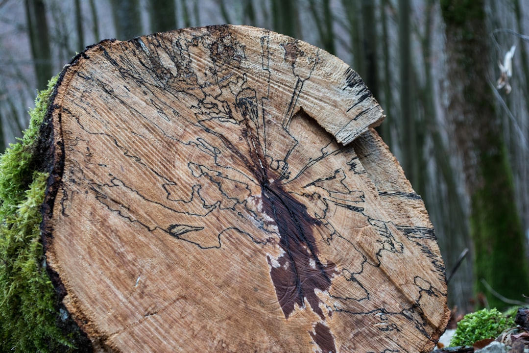 An artwork drawn by nature onto a log in a forest