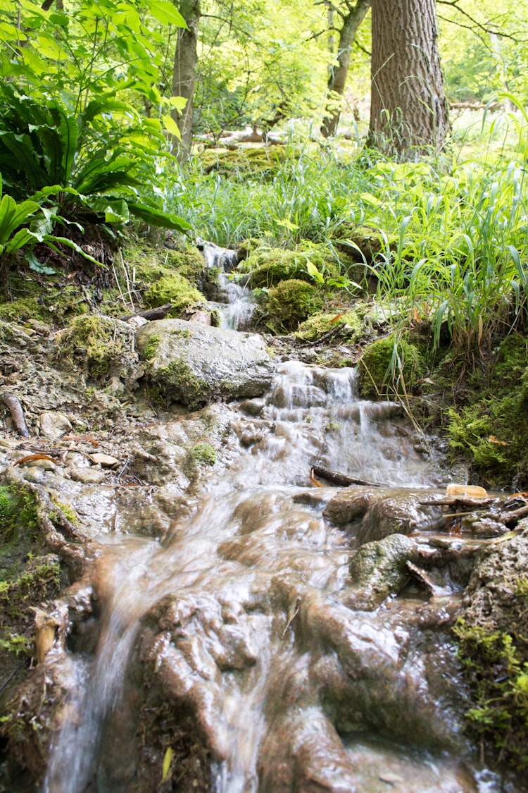 Peaceful small stream