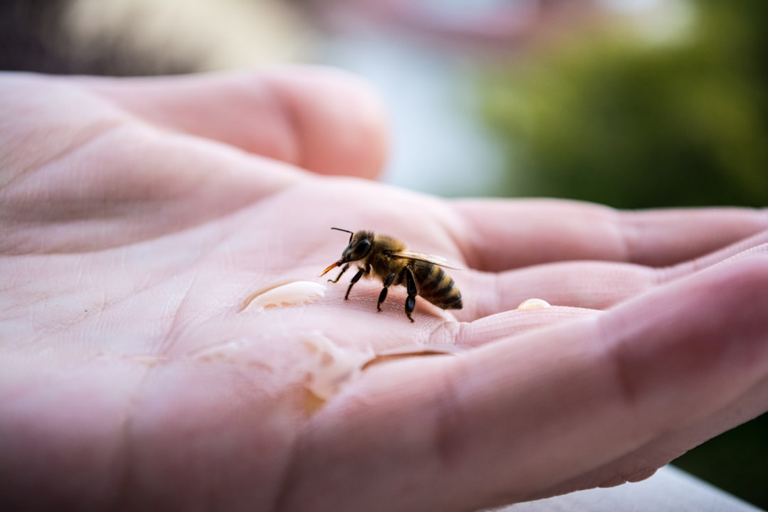 Hand feeding a hungry bee with tasty honey