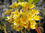 Close-up of a radiant yellow plumeria flower glowing in morning light.