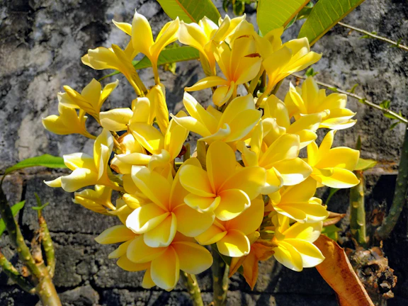 Close-up of a radiant yellow plumeria flower glowing in morning light.