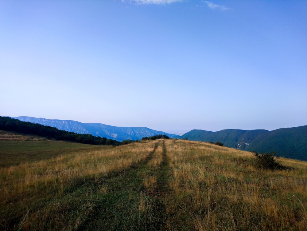 green grass field