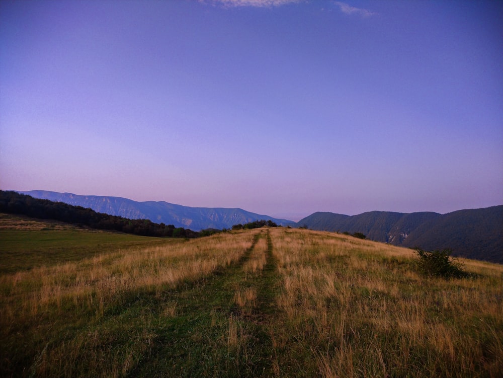 green and brown grass field