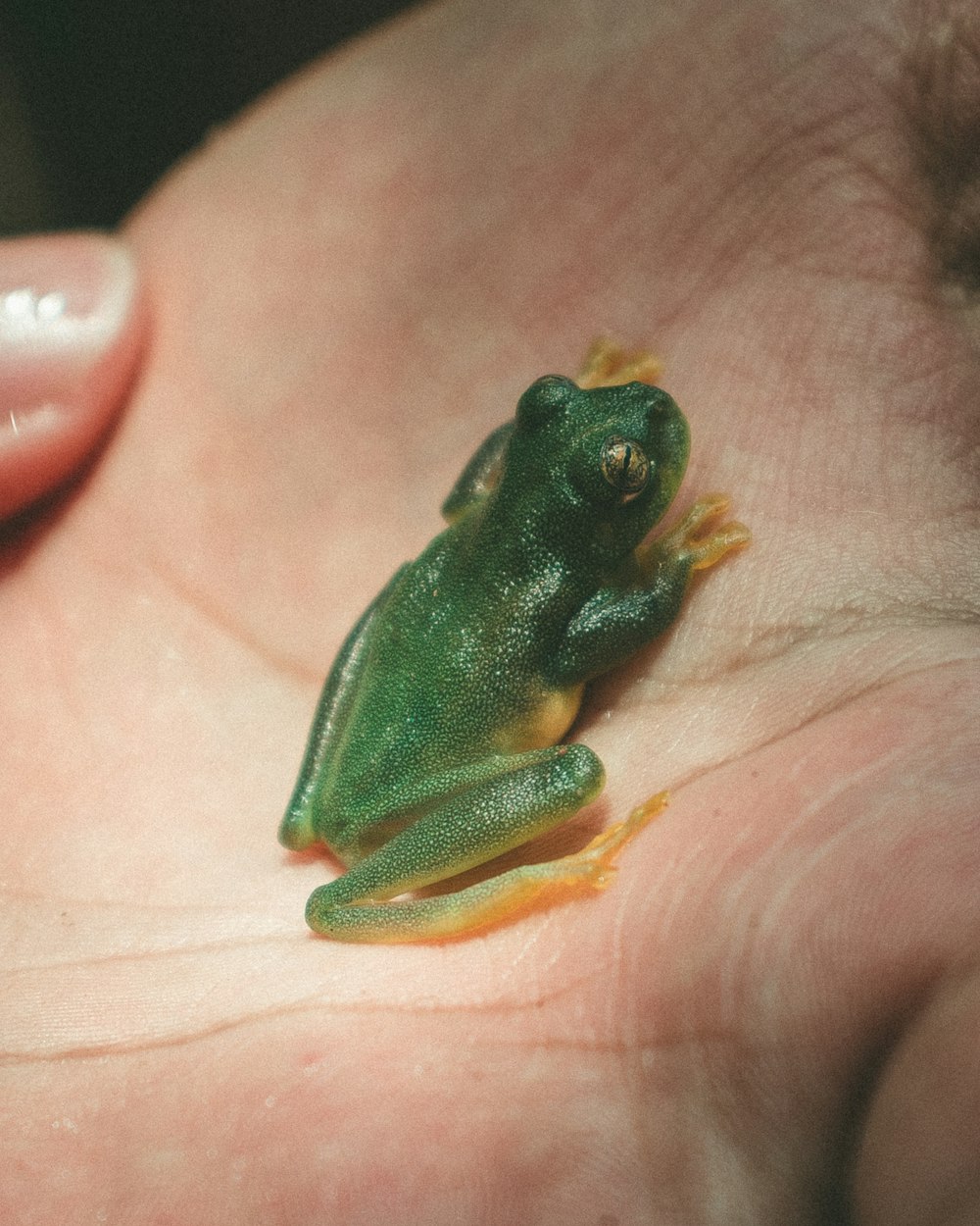 green frog on palm