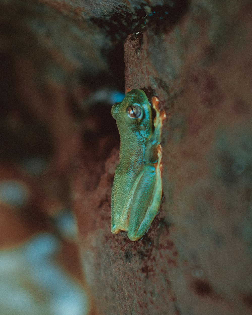 selective focus photography of green frog