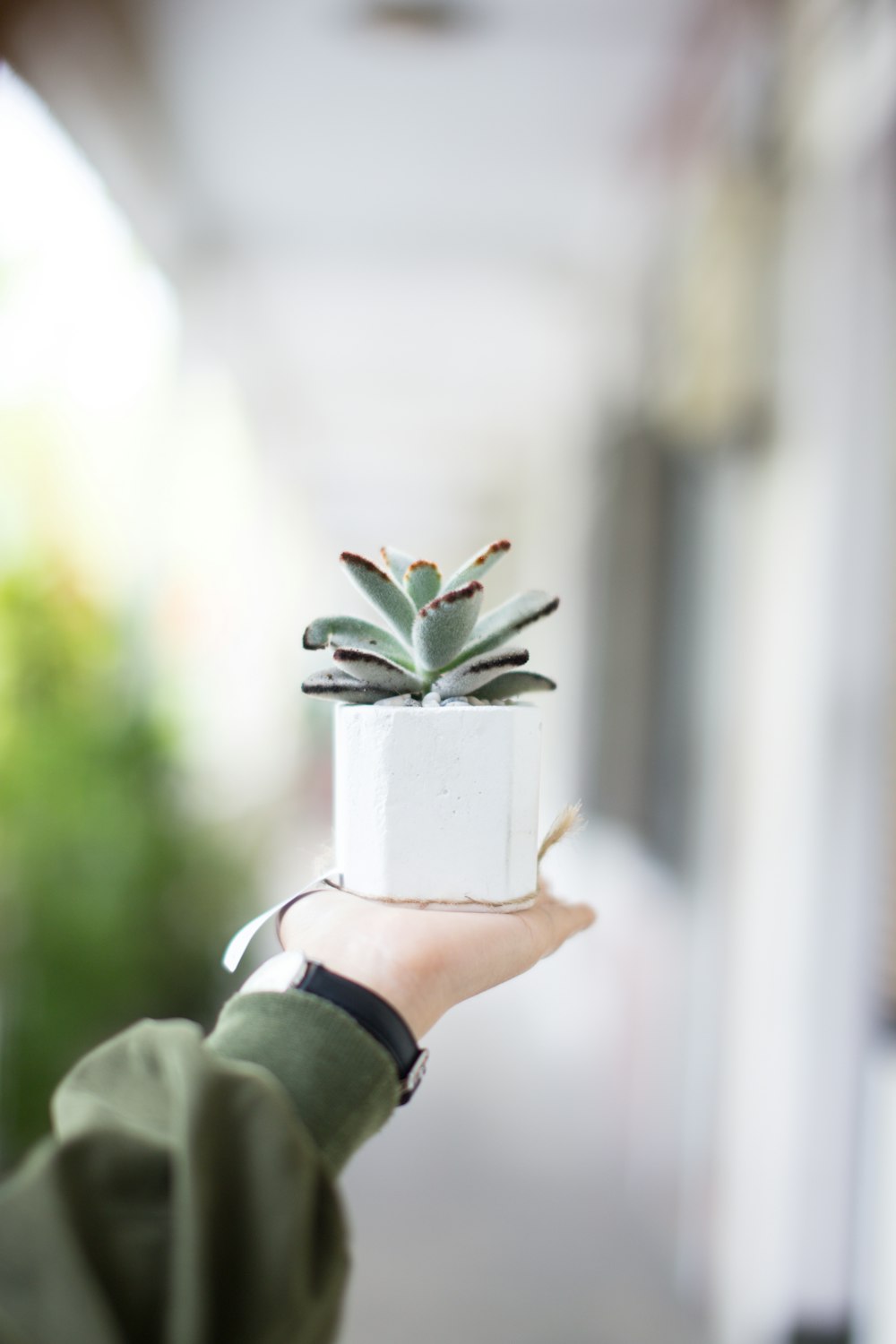 selective focus photography of person holding pot of green succulent