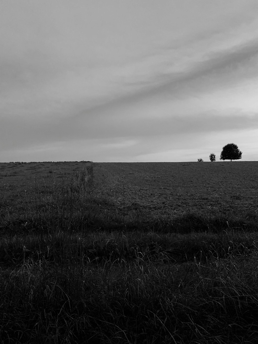 Fotografia in scala di grigi del campo durante il giorno
