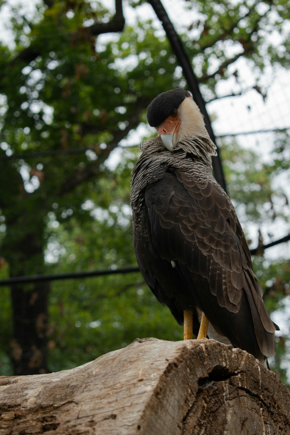 selective focus photography of brown and white bird on tree trunk during daytime