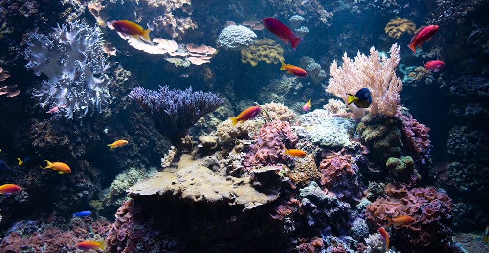 underwater photography of fish and corals