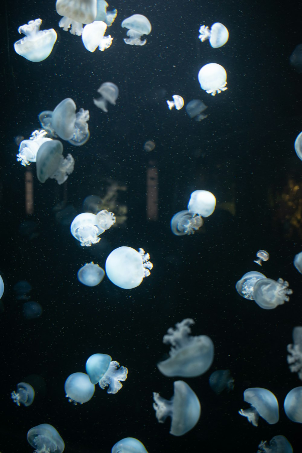 school of grey jellyfish