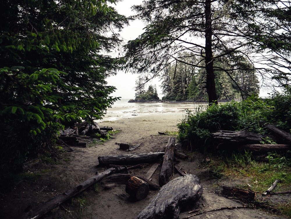 trees near shore