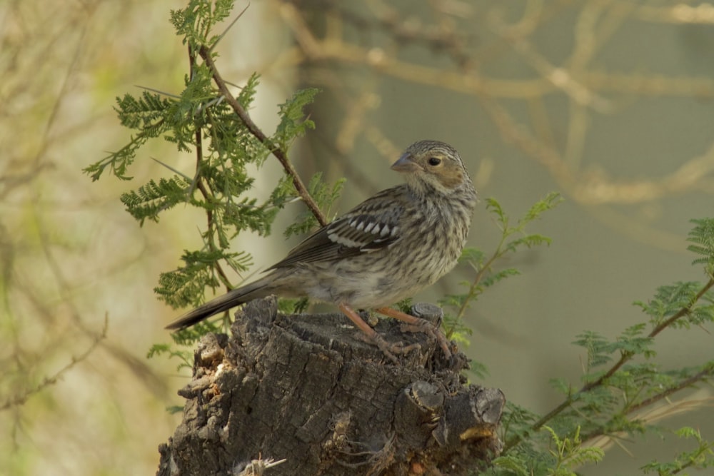 selective focus photography of gray bird on tree stamp