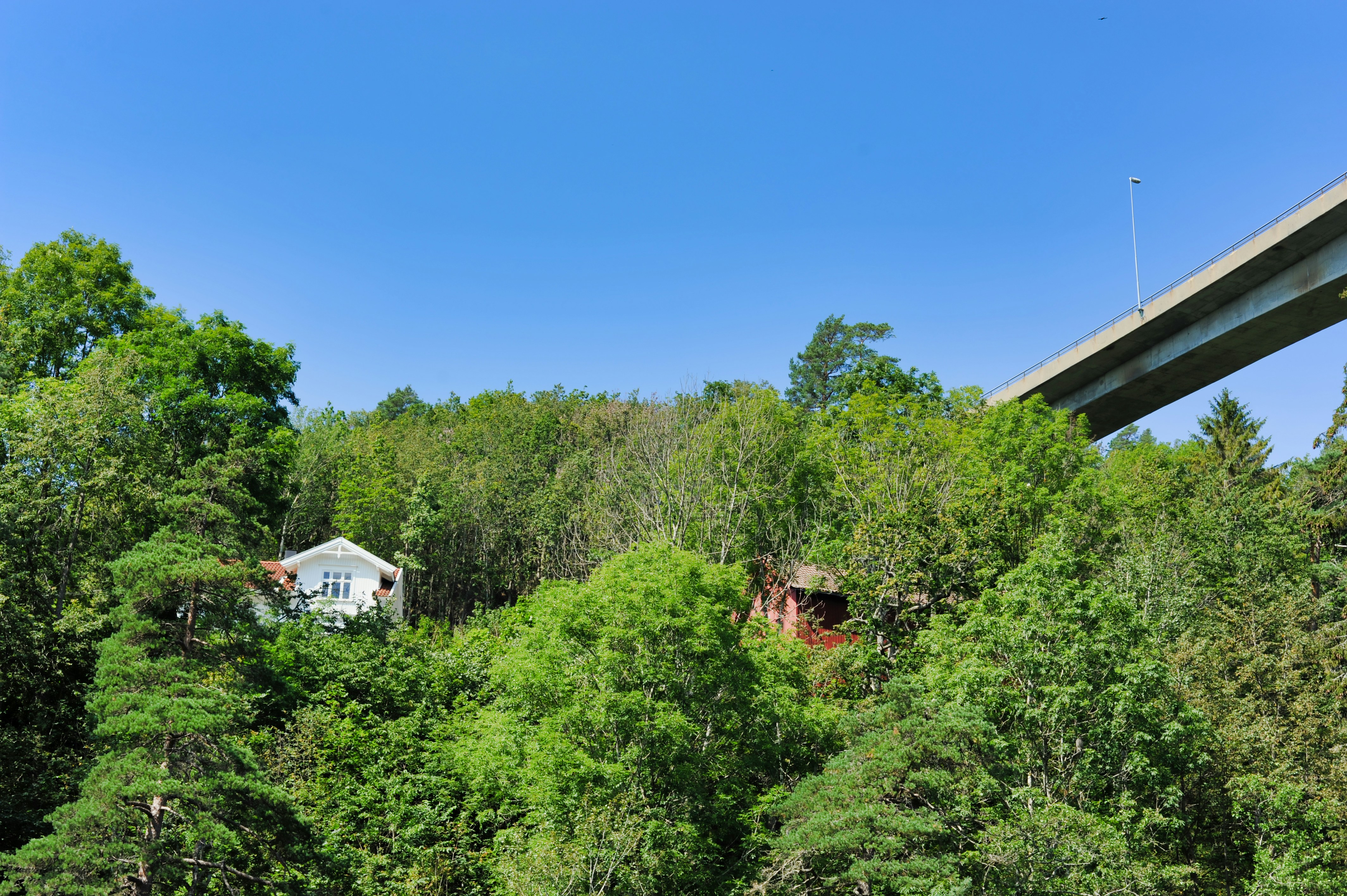 white house surrounded by green trees