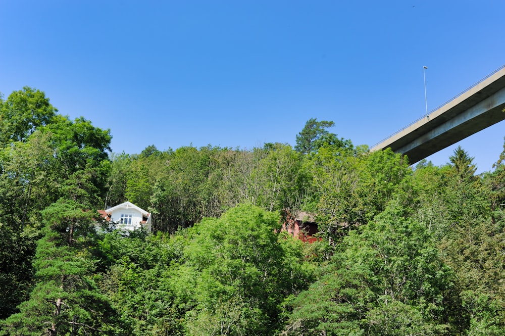 white house surrounded by green trees