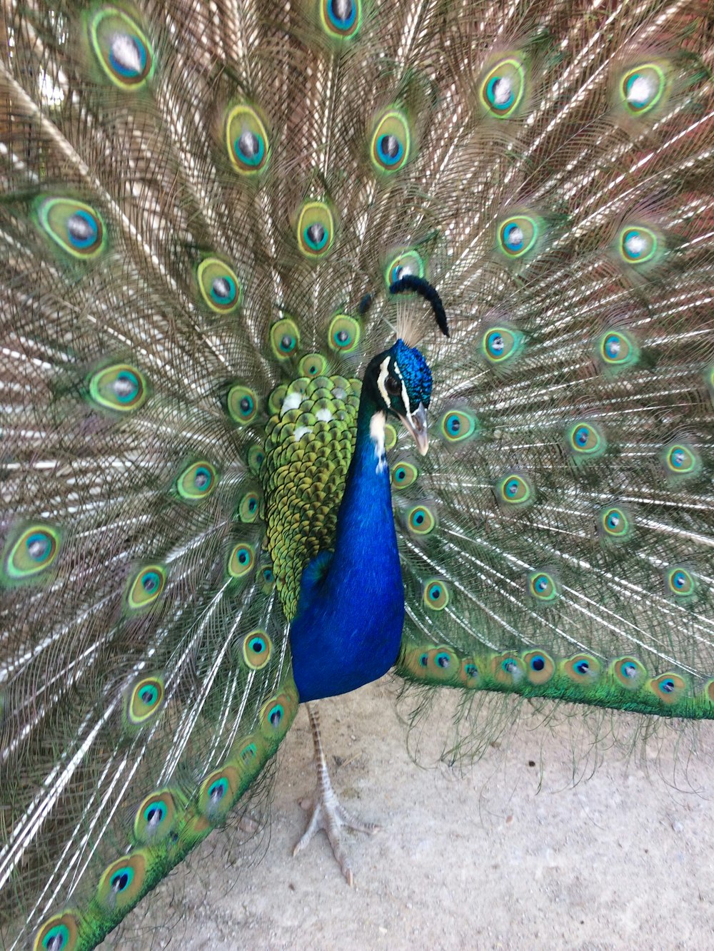 male peacock