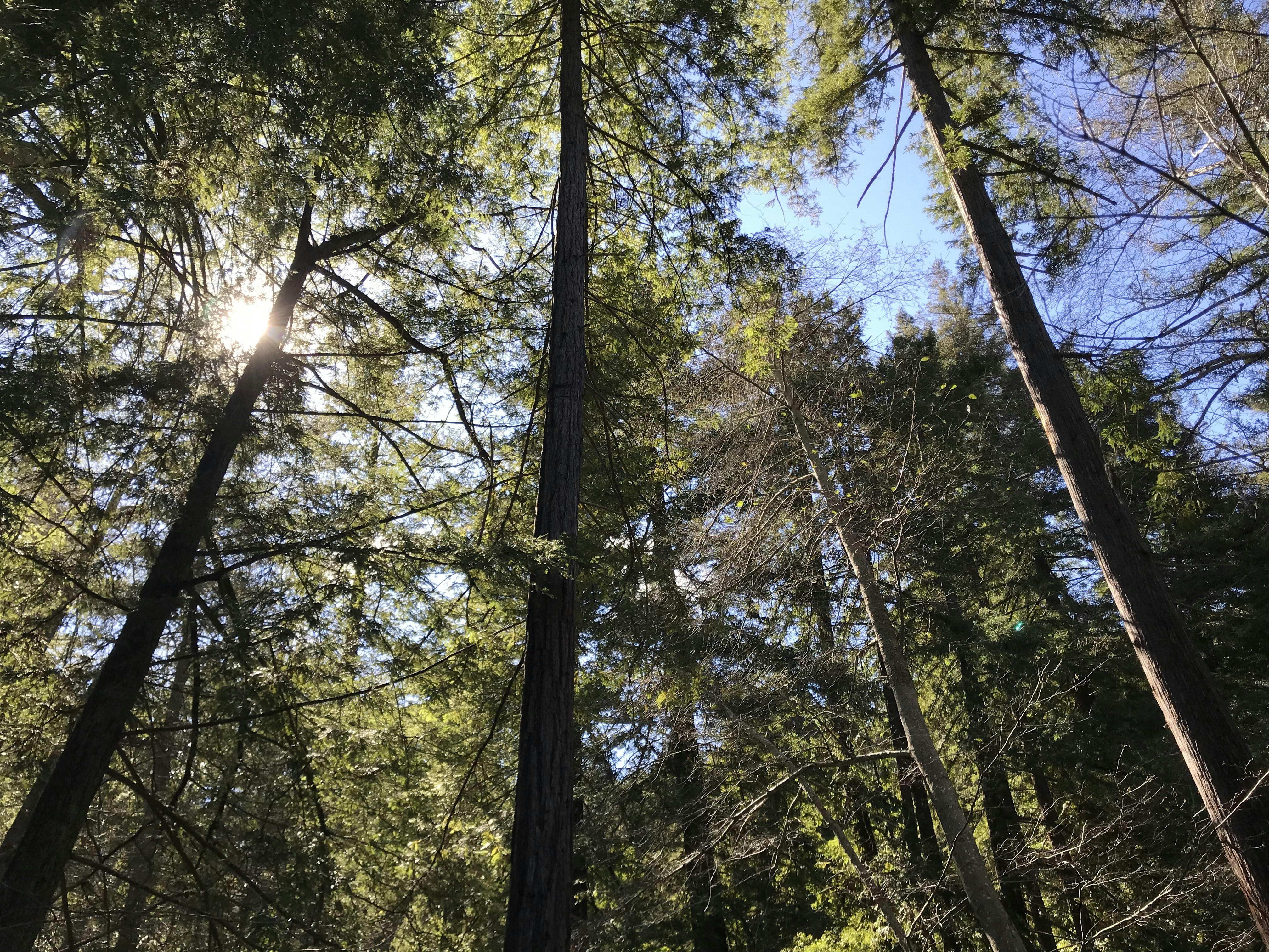 light through tall trees