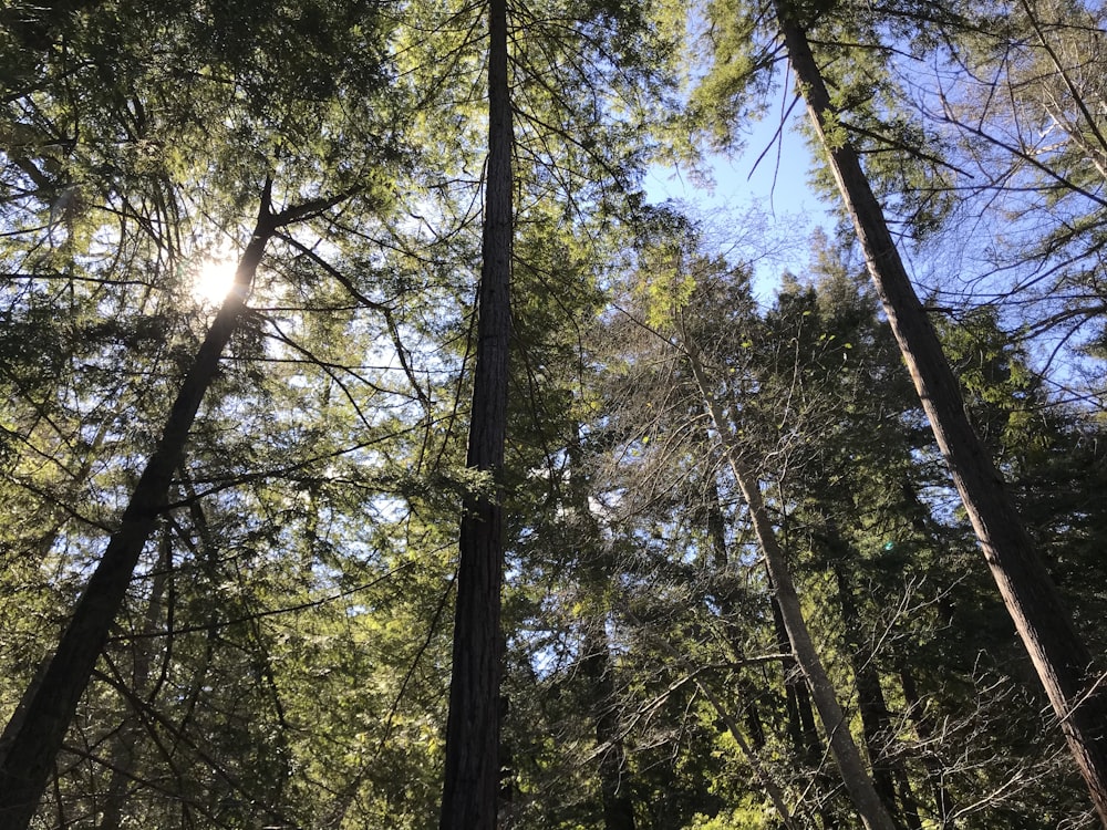 light through tall trees