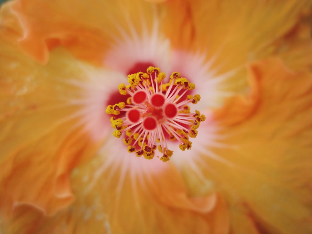 a close up of a yellow flower with a red center