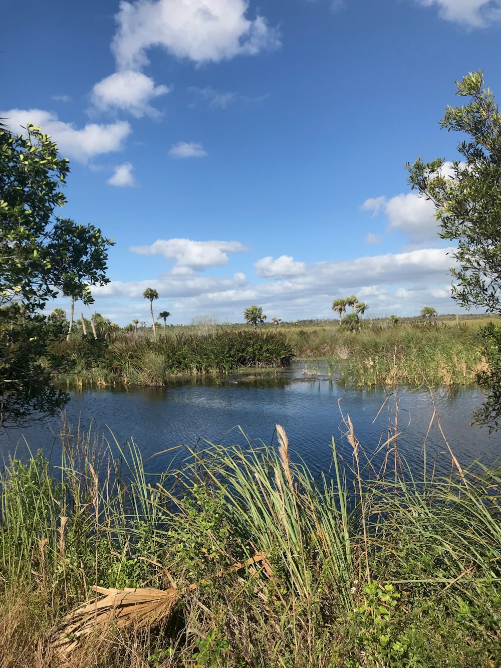 green grasses and body of water under blue sky