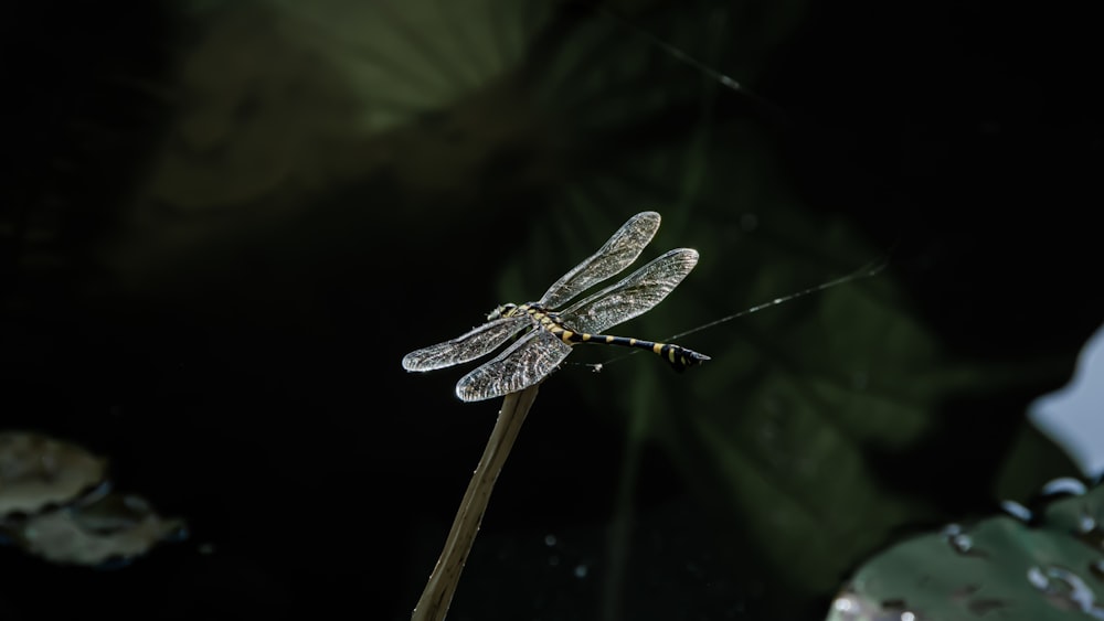 gray dragonfly