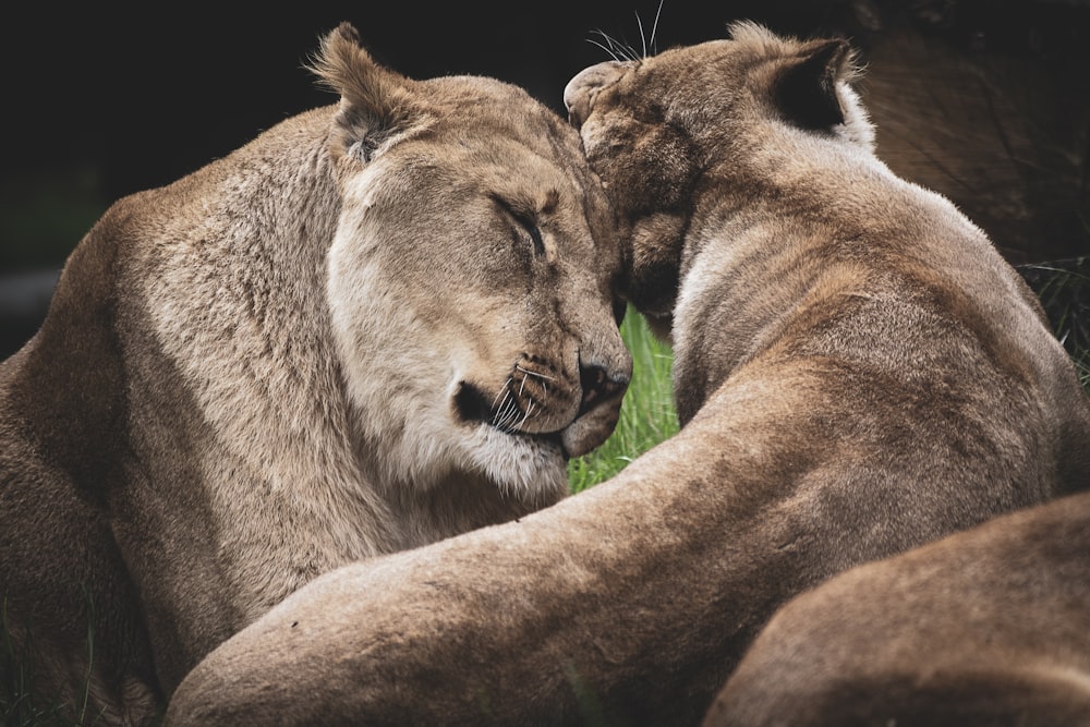 two lioness hugging