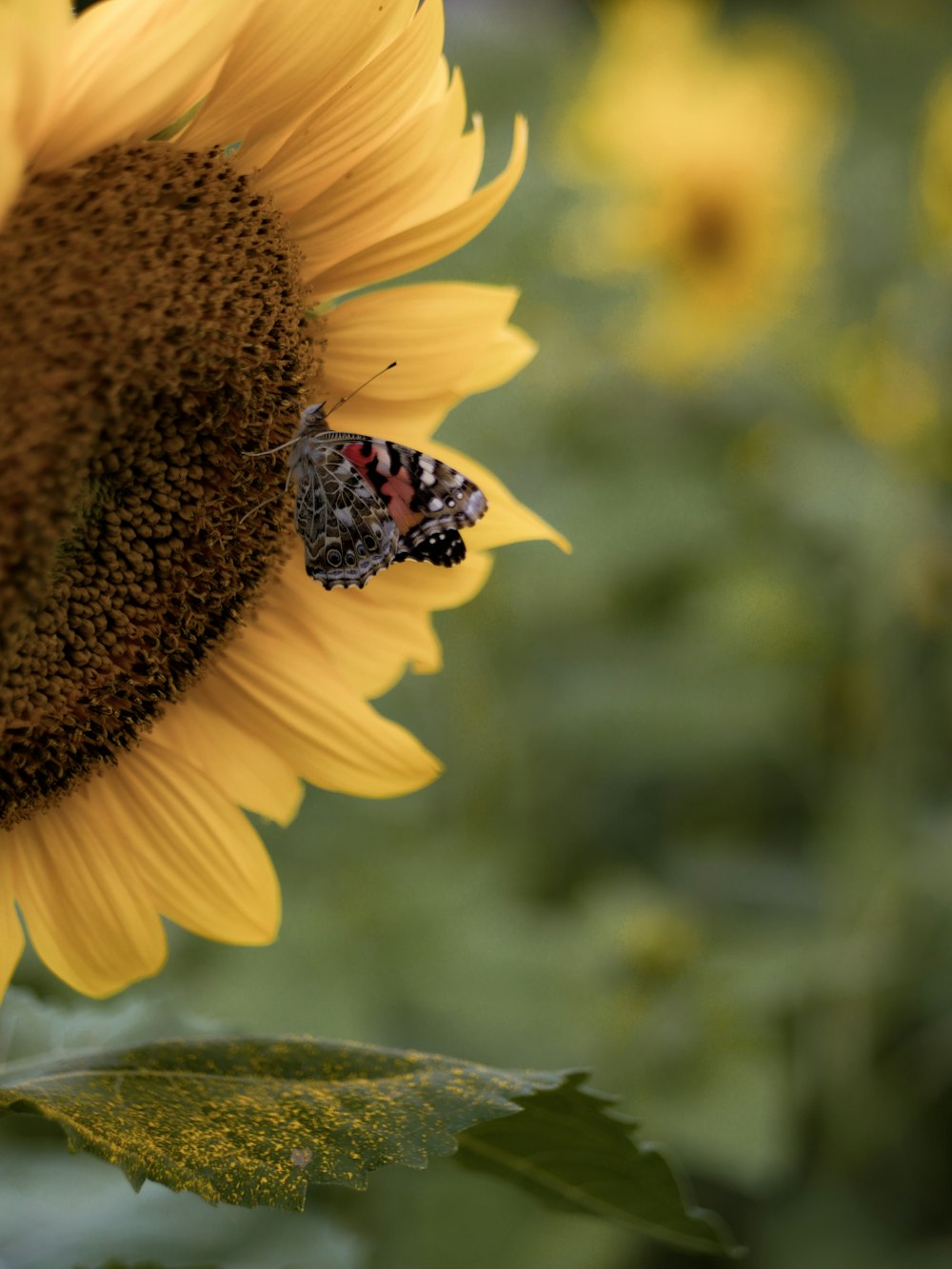 close-up photography of butterfly perching on flower