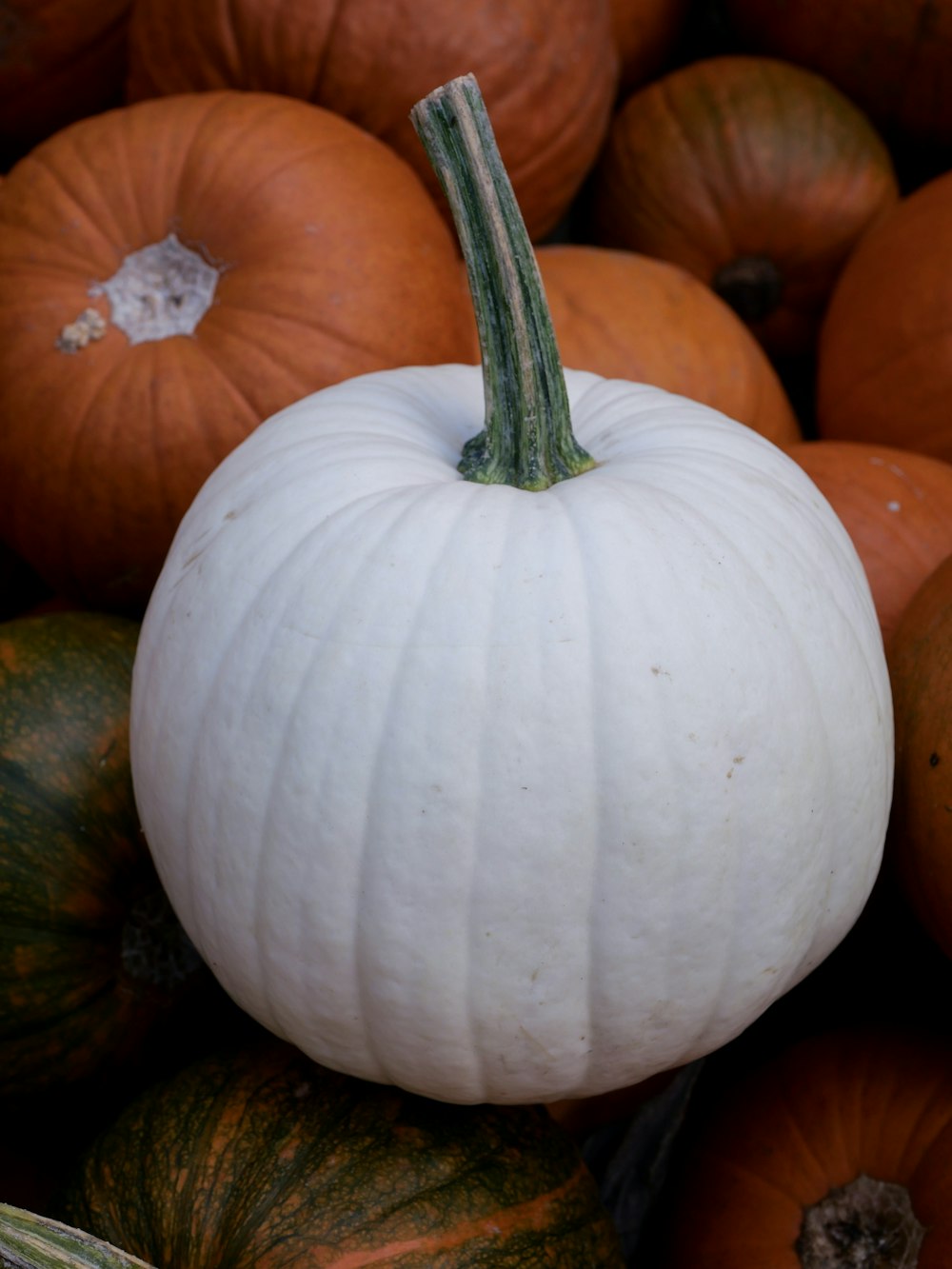 white pumpkin on top of orange pumpkins